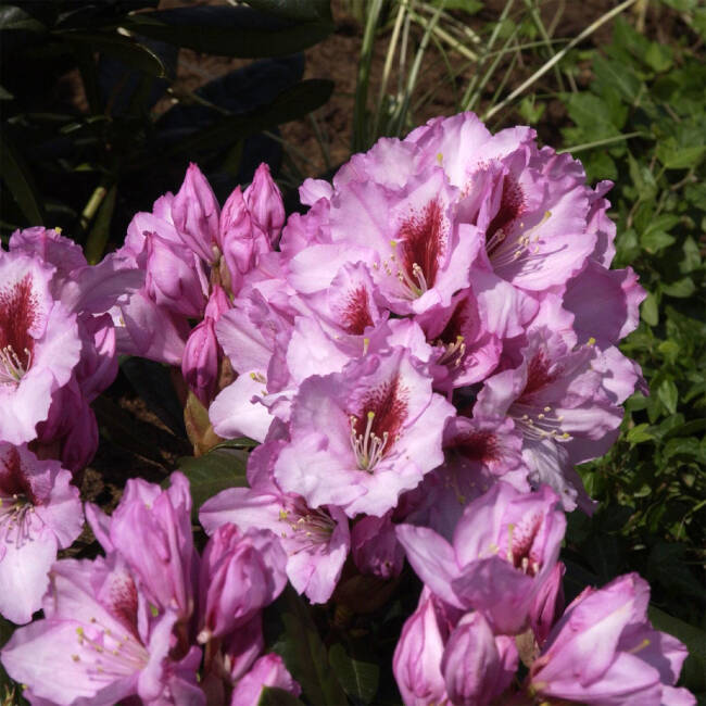 Rhododendron Hybride Diadem