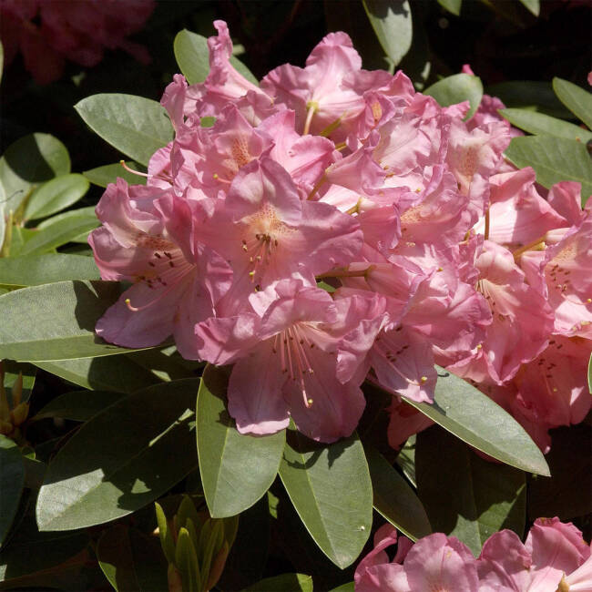 Rhododendron Hybride Diana