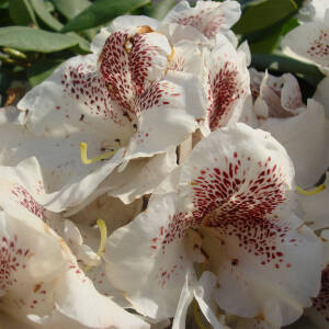 Rhododendron Hybride Double Dots