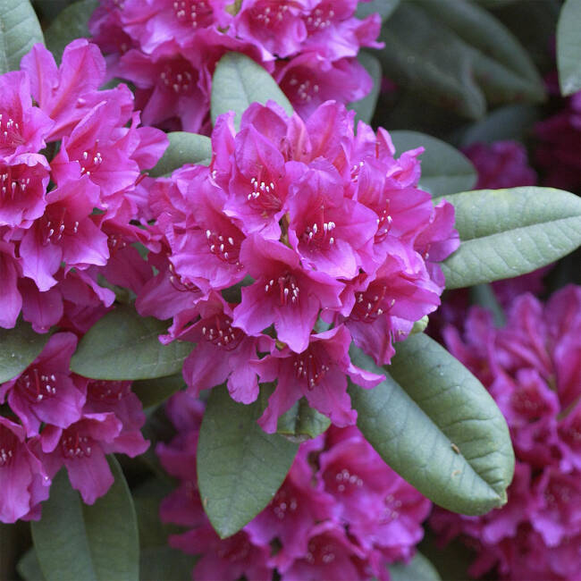 Rhododendron Hybride Dr.H.C.Dresselhuys