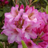 Rhododendron Hybride Duke of York