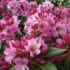 Rhododendron Hybride Duke of York