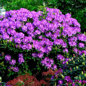 Rhododendron Hybride Englisch Roseum
