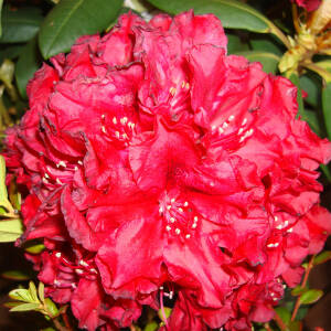 Rhododendron Hybride Erato -S-