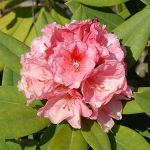 Rhododendron Hybride Erika Guyens