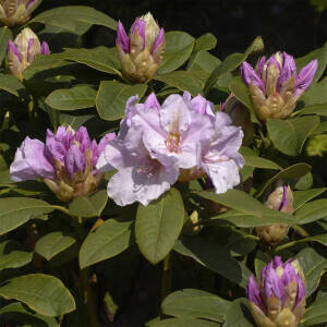 Rhododendron Hybride Eskimo