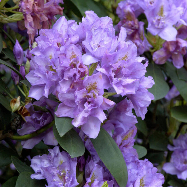 Rhododendron Hybride Fastuosum Flore Pleno
