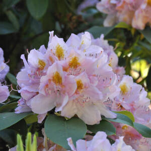 Rhododendron Hybride Genoveva