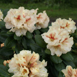 Rhododendron Hybride Goldbukett