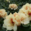 Rhododendron Hybride Goldbukett