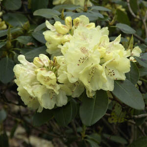Rhododendron Hybride Goldkrone