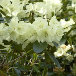 Rhododendron Hybride Graf Lennart