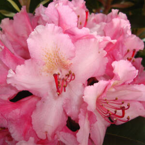 Rhododendron Hybride Guyenss Fasching