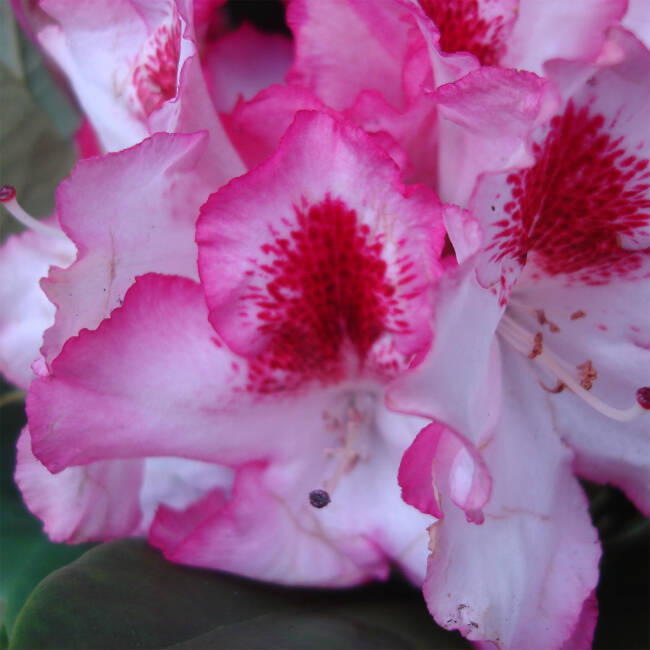 Rhododendron Hybride Hachmanns Charmant -S-