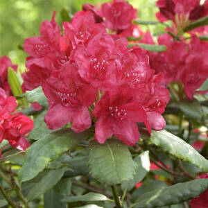 Rhododendron Hybride Hachmanns Feuerschein -S-