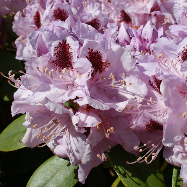 Rhododendron Hybride Humboldt