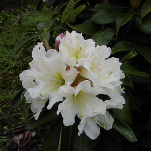 Rhododendron Hybride INKARHO® Dufthecke weiss