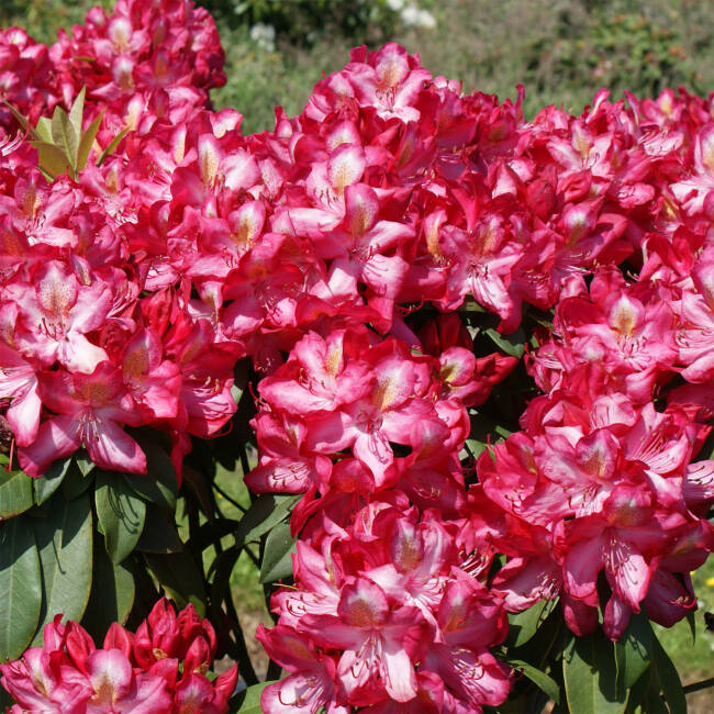 Rhododendron Hybride Junifeuer