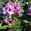 Rhododendron Hybride Kabarett®