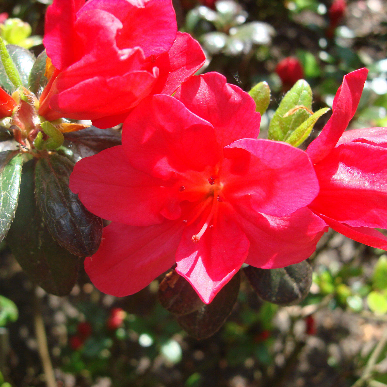 Kategorie <b>Hecken </b> - Rhododendron 'Maruschka'® - Rhododendron obtusum 'Maruschka'®