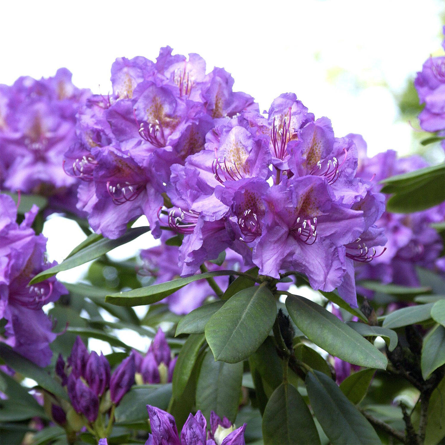 Kategorie <b>Hecken </b> - Rhododendron 'Lee's Dark Purple' - Rhododendron Hybride 'Lee's Dark Purple'