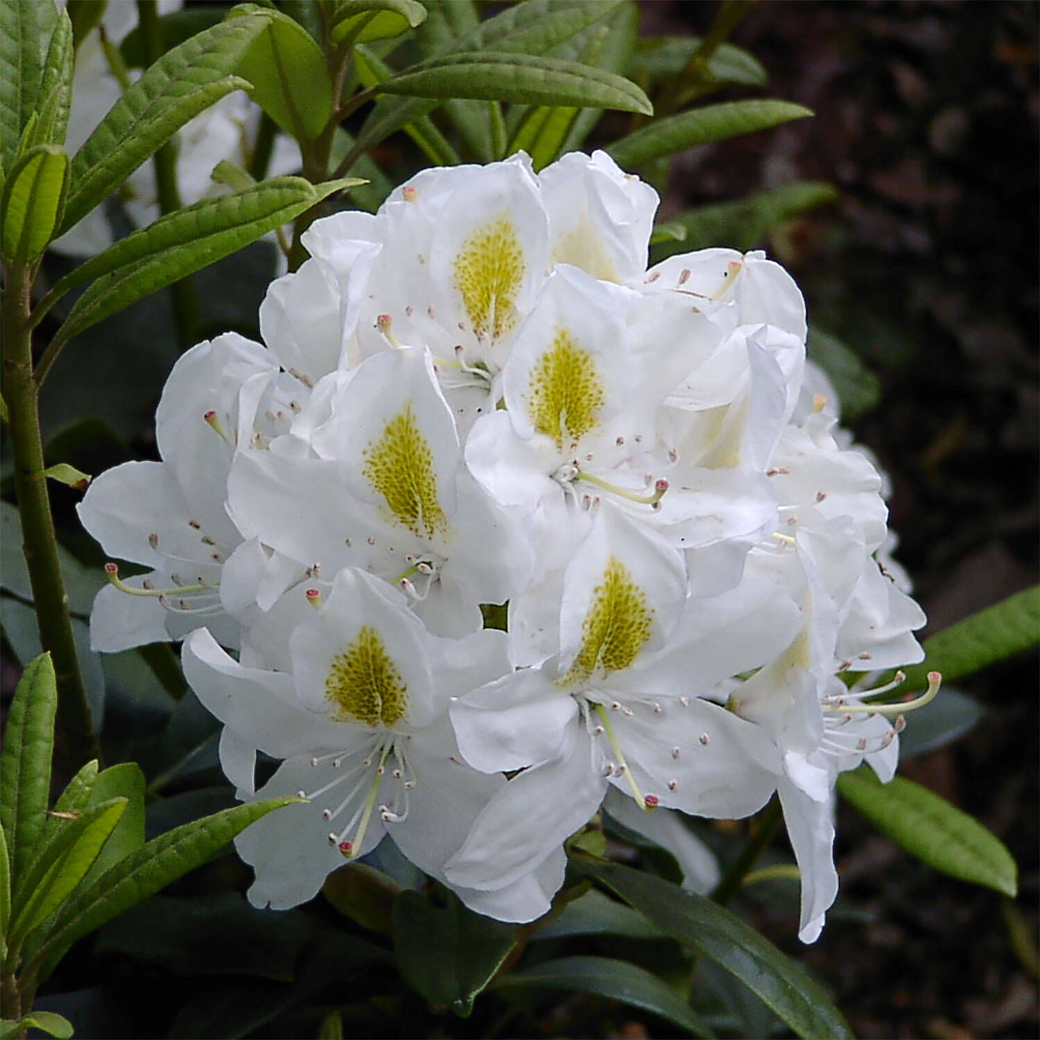 Kategorie <b>Hecken </b> - Rhododendron 'Madame Masson' - Rhododendron Hybride 'Madame Masson'