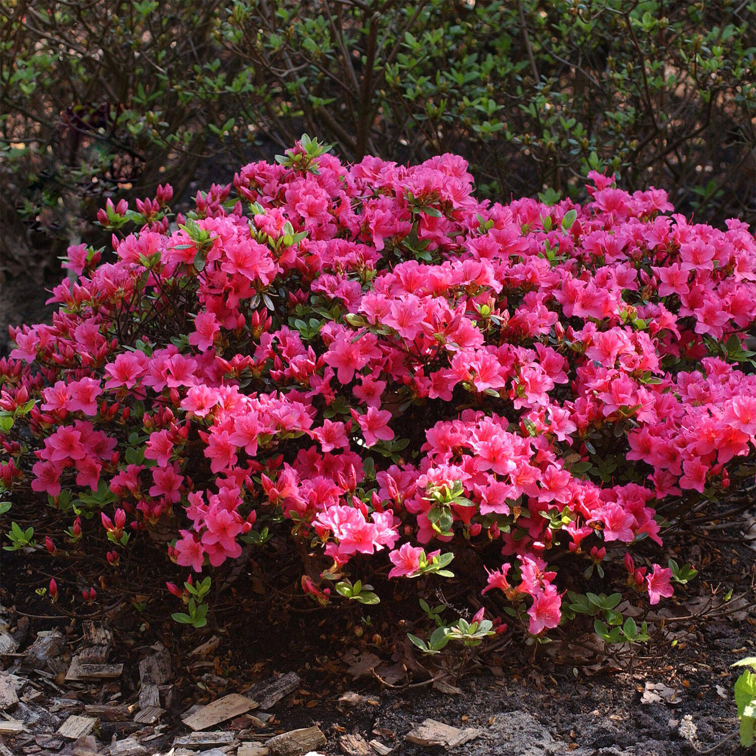 Kategorie <b>Hecken </b> - Rhododendron 'Michiko' - Rhododendron obtusum 'Michiko'