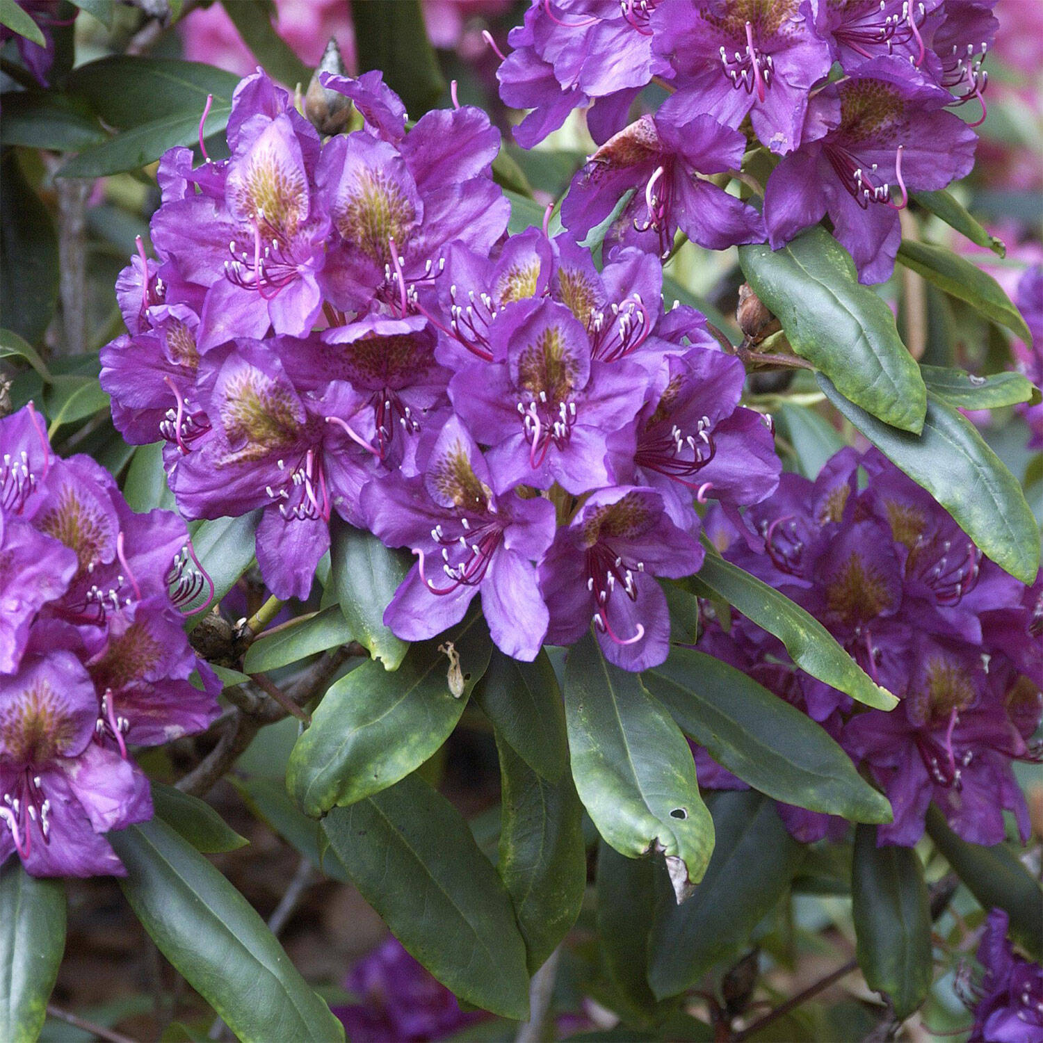 Kategorie <b>Hecken </b> - Rhododendron 'Marcel Menard' - Rhododendron Hybride 'Marcel Menard'