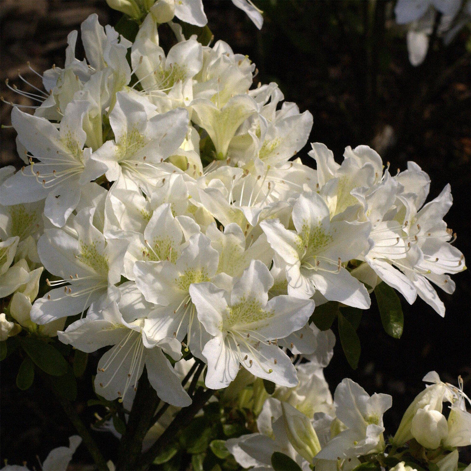Kategorie <b>Hecken </b> - Rhododendron 'Palestrina' - Rhododendron obtusum 'Palestrina'