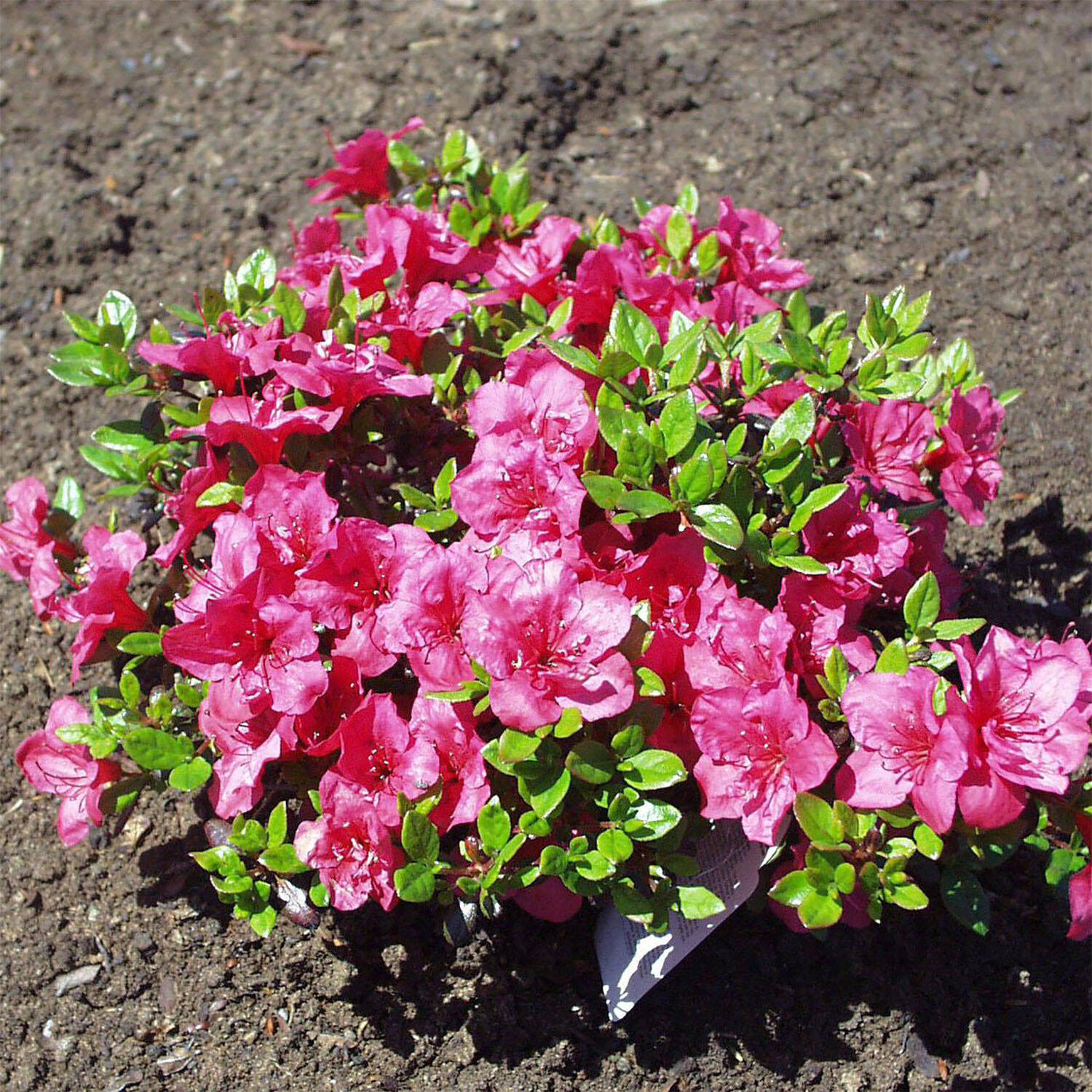 Kategorie <b>Hecken </b> - Rhododendron 'Purpurkissen'® - Rhododendron obtusum 'Purpurkissen'®