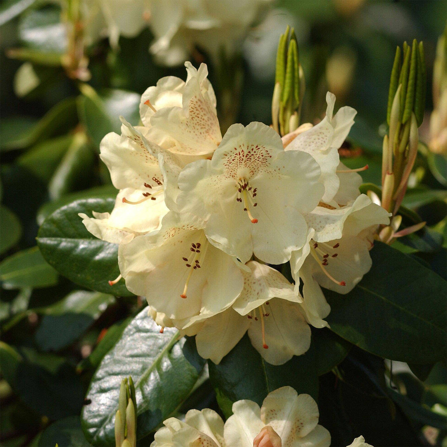 Kategorie <b>Hecken </b> - Rhododendron 'Marianne' - Rhododendron Hybride 'Marianne'