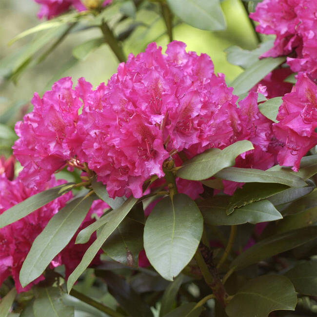 Rhododendron Hybride Mrs.P.den Ouden