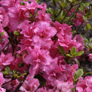 Rhododendron obtusum Rokoko