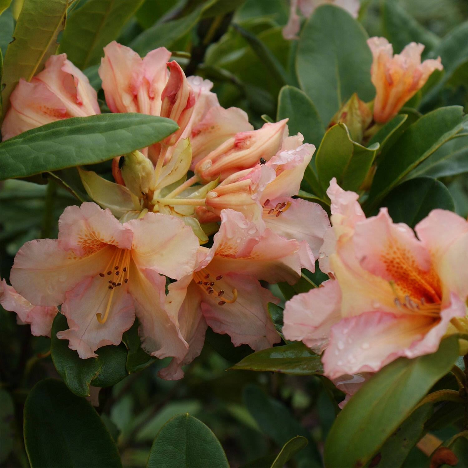Kategorie <b>Hecken </b> - Rhododendron 'Norfolk Candy' - Rhododendron Hybride 'Norfolk Candy'