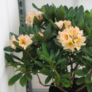 Rhododendron Hybride Norfolk Candy