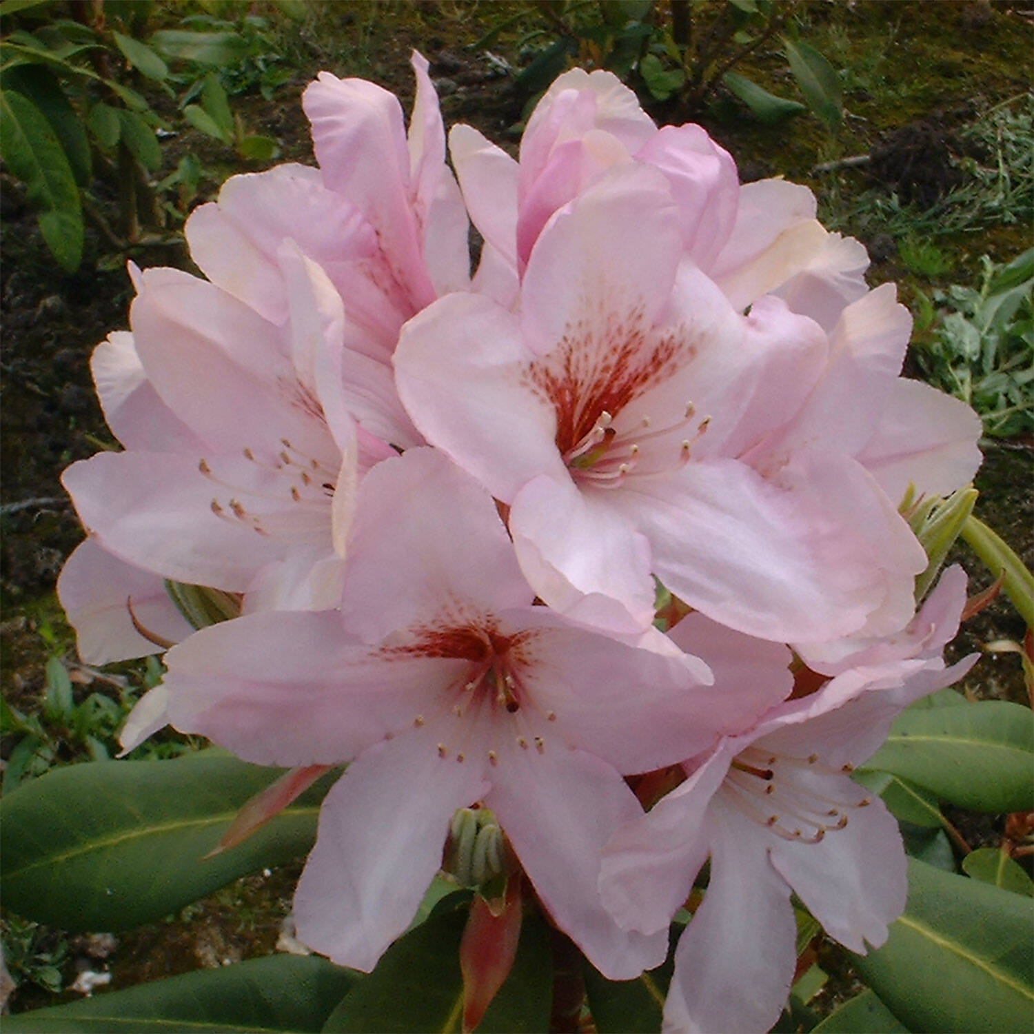 Kategorie <b>Hecken </b> - Rhododendron 'Paola' - Rhododendron Hybride 'Paola'