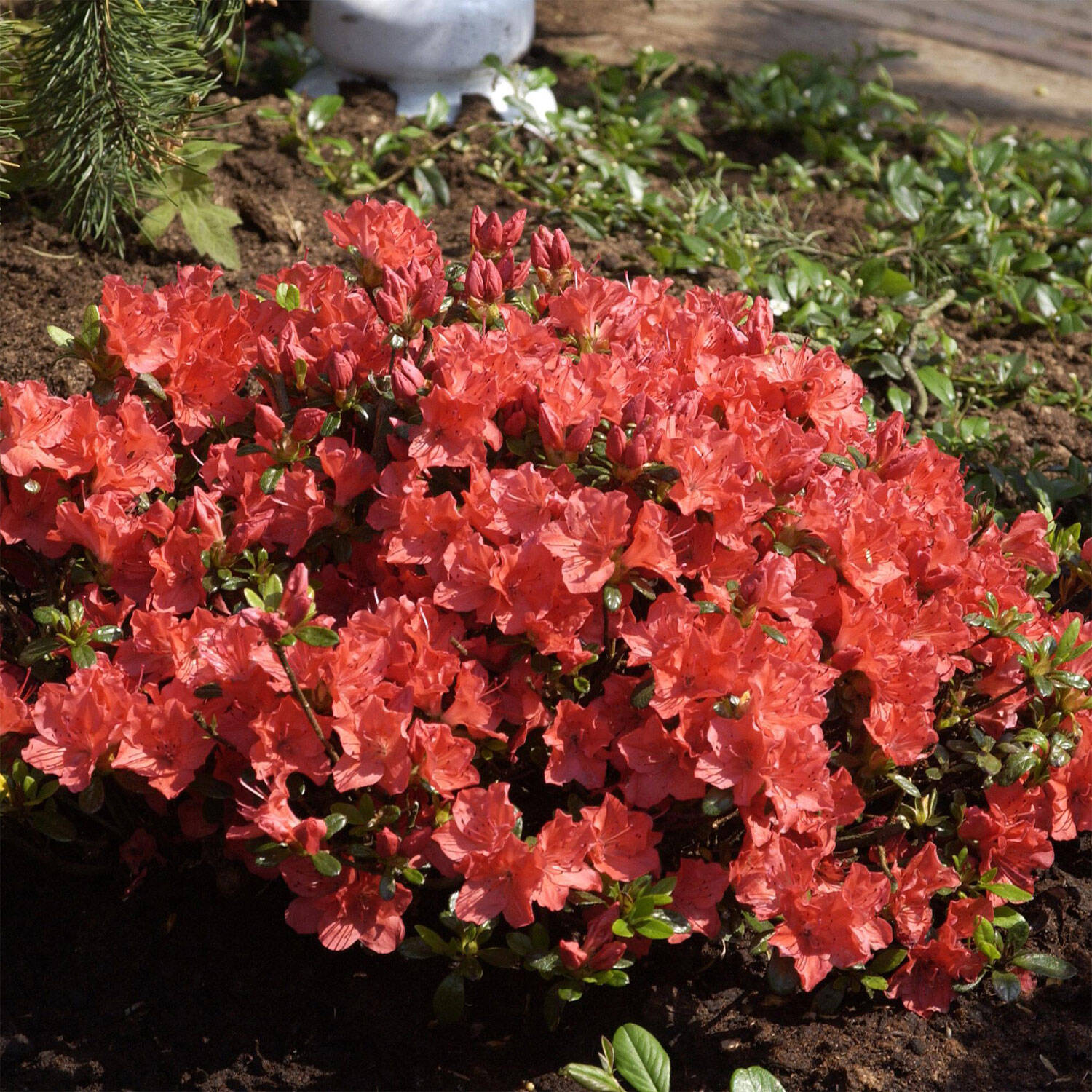 Kategorie <b>Hecken </b> - Japanische Azalee Geisha orange - Rhododendron obtusum 'Geisha orange'