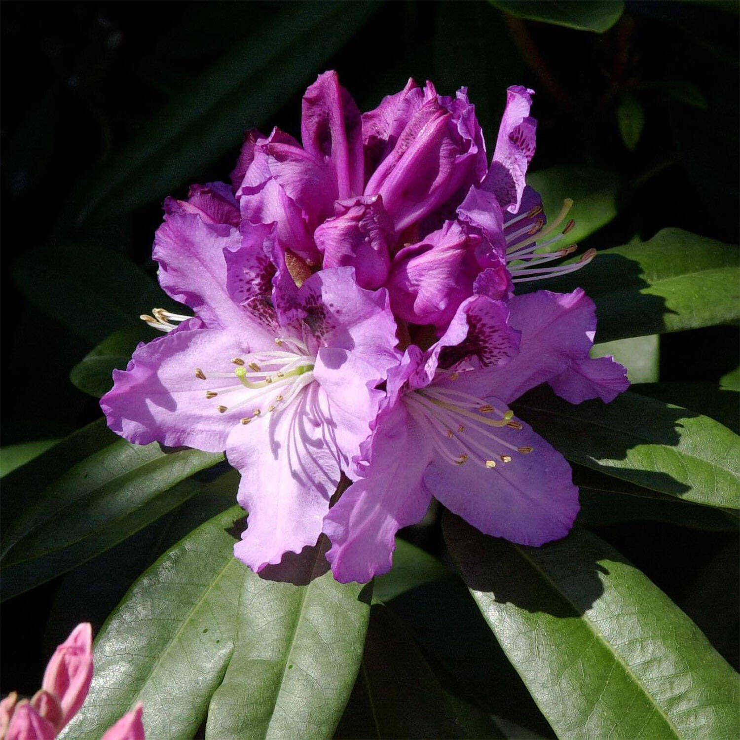 Kategorie <b>Hecken </b> - Rhododendron 'Pfauenauge'® - Rhododendron Hybride 'Pfauenauge'®