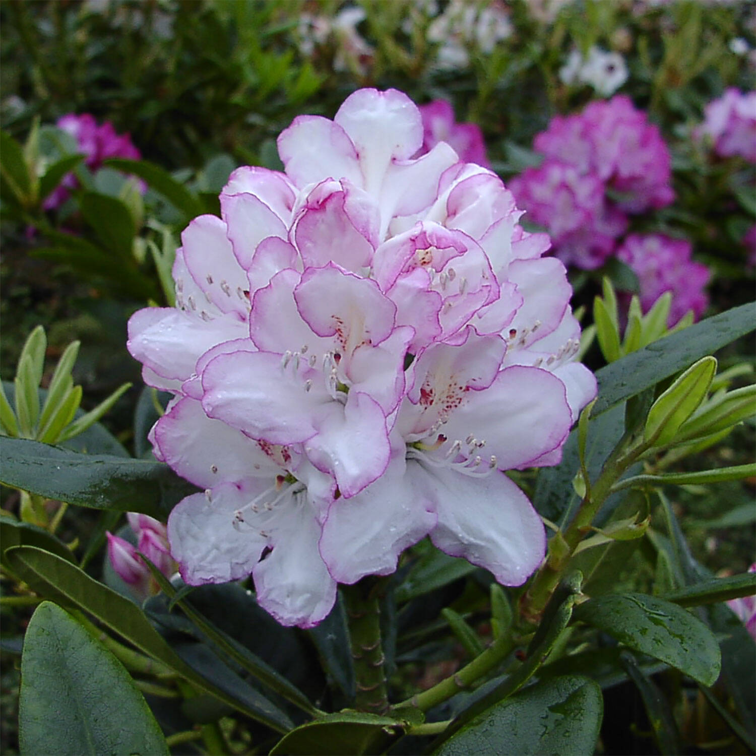 Kategorie <b>Hecken </b> - Rhododendron 'Picotee' - Rhododendron Hybride 'Picotee'