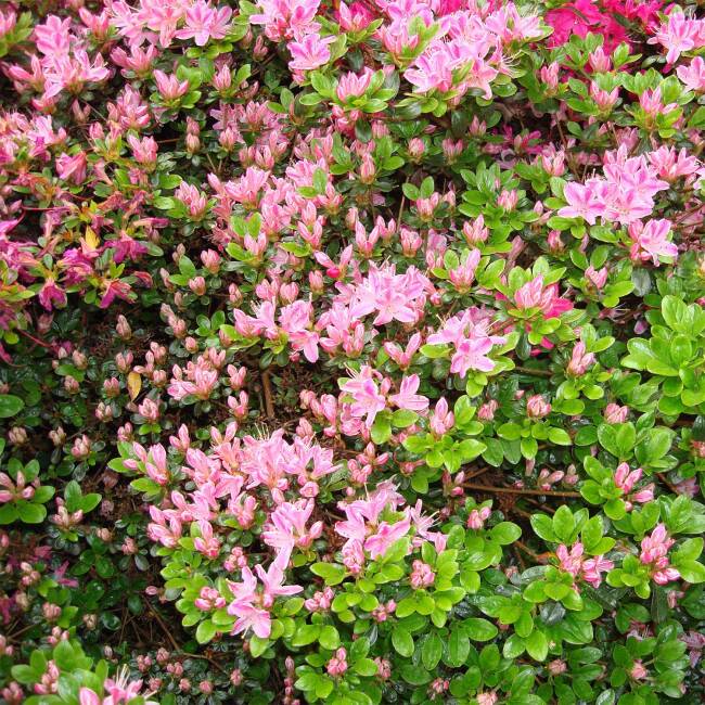 Rhododendron obtusum Kermesina Rose