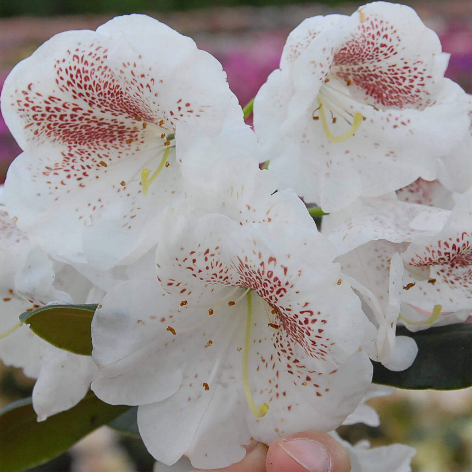 Kategorie <b>Hecken </b> - Rhododendron 'Princess Maxima' - Rhododendron Hybride 'Princess Maxima'