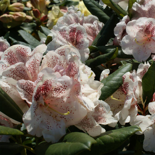 Rhododendron Hybride Princess Maxima