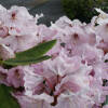 Rhododendron Hybride Princess Maxima