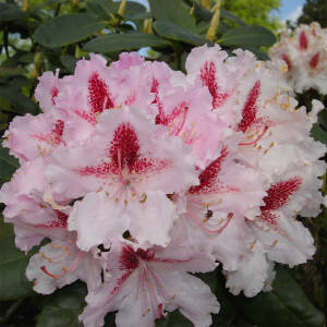 Rhododendron Hybride Progres
