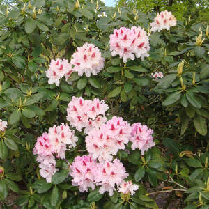 Rhododendron Hybride Progres
