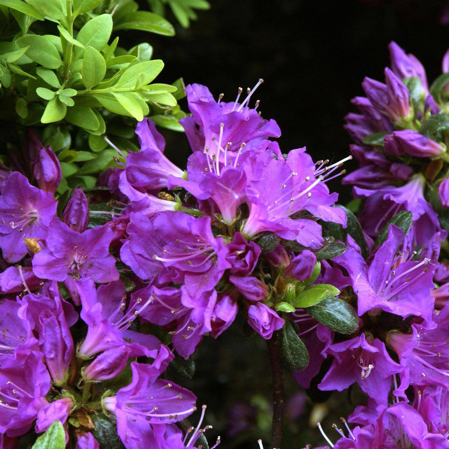Kategorie <b>Hecken </b> - Japanische Azalee 'Purpurtraum' - Rhododendron obtusum 'Purpurtraum'