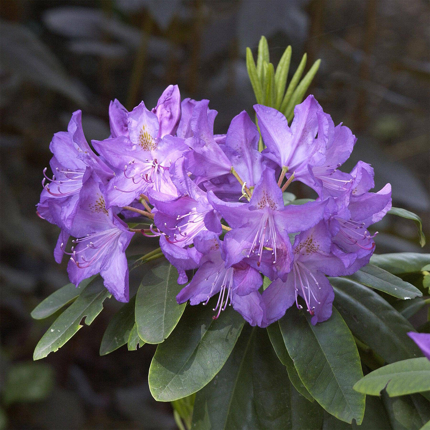Kategorie <b>Hecken </b> - Rhododendron 'Purpureum Grandiflorum' - Rhododendron Hybride 'Purpureum Grandiflorum'