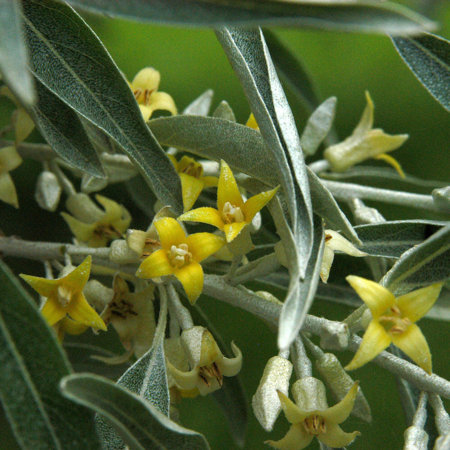 Kategorie <b>Laubbäume </b> - Schmalblättrige Ölweide - Elaeagnus angustifolia