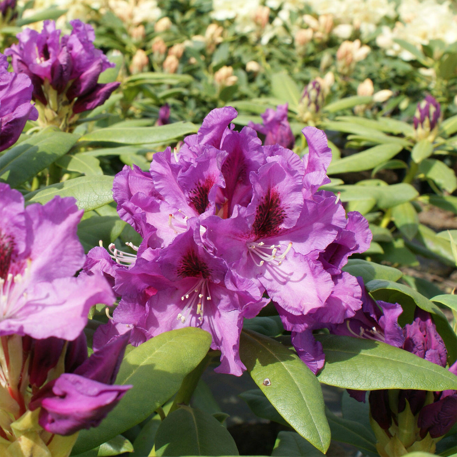 Kategorie <b>Hecken </b> - Rhododendron 'Rasputin' - Rhododendron Hybride 'Rasputin'