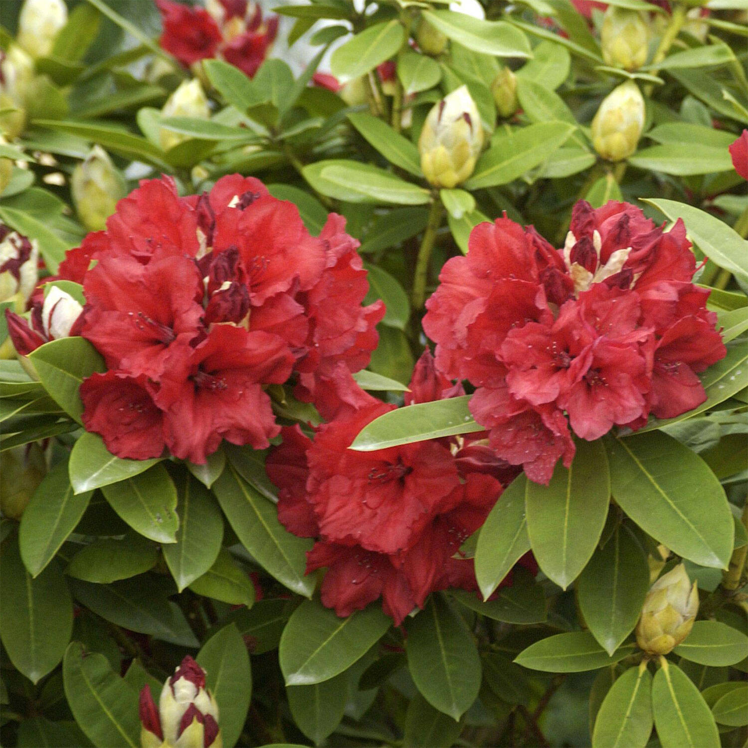 Kategorie <b>Hecken </b> - Rhododendron 'Red Jack' - Rhododendron Hybride 'Red Jack'